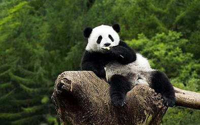 Panda, Si Karnivora yang Lucu dan Menggemaskan