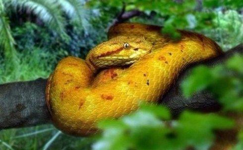 Tahukah Kamu? Brazil Punya Pulau Mematikan Yang Tidak Boleh Dikunjungi.