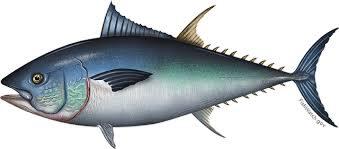 Kenapa Tuna Sirip Biru Harganya Mahal Banget Ya Gan?