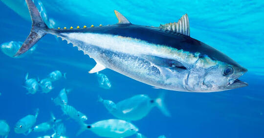 Kenapa Tuna Sirip Biru Harganya Mahal Banget Ya Gan?