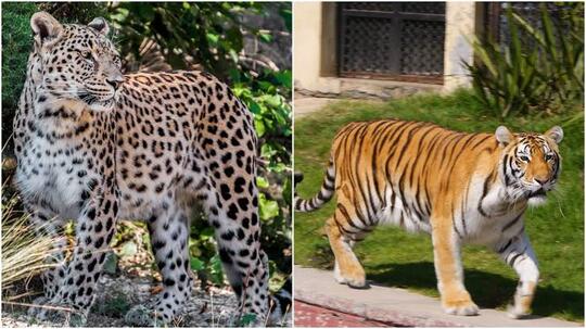 Keren Parah, Parfum Calvin Klein Buat Menjinakkan Harimau di Kebun Binatang Ini!