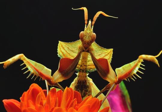 Simak 7 Fakta Belalang Sembah, Salah Satunya Mampu Memakan Otak Burung