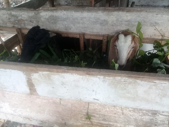 Ane Pelihara Kambing, Modalnya dari Kaskus Loh!
