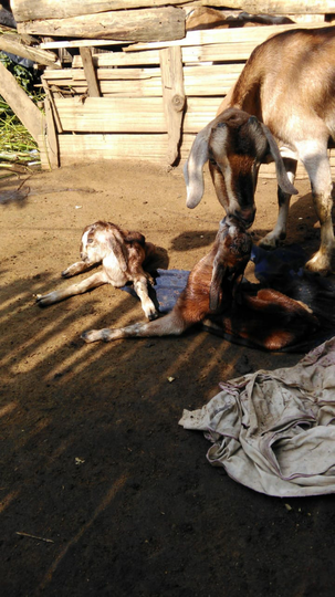Ane Pelihara Kambing, Modalnya dari Kaskus Loh!