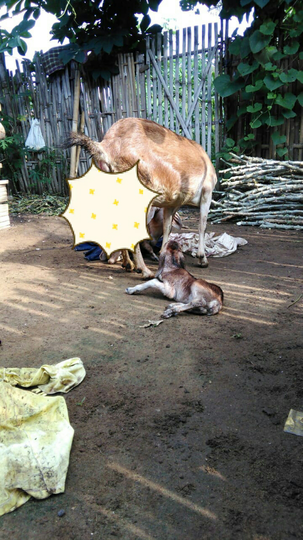 Ane Pelihara Kambing, Modalnya dari Kaskus Loh!