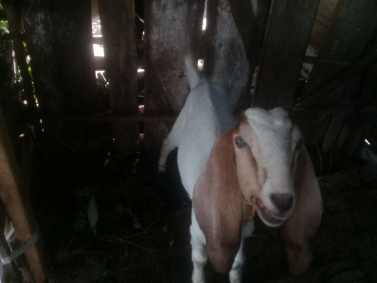 Ane Pelihara Kambing, Modalnya dari Kaskus Loh!