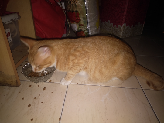Kucing Ane : Dulu Telantar, Kini Jadi Kesayangan