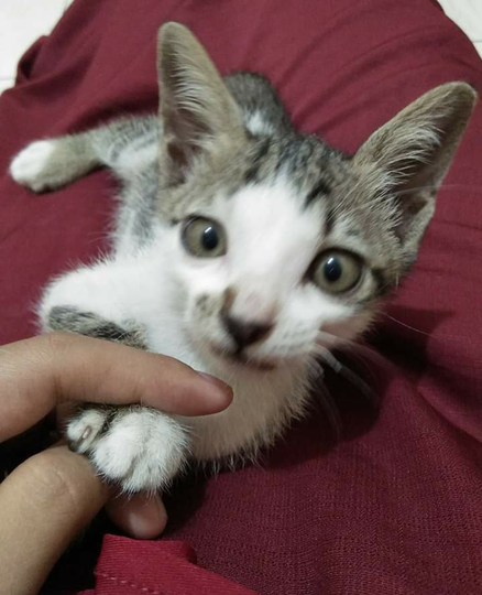 Kucing Ane : Dulu Telantar, Kini Jadi Kesayangan