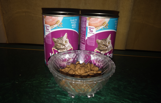 Kucing Ane : Dulu Telantar, Kini Jadi Kesayangan