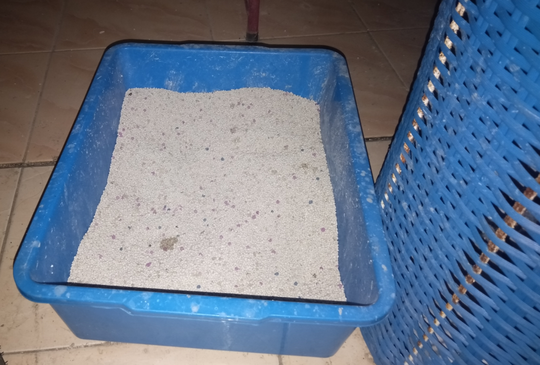 Kucing Ane : Dulu Telantar, Kini Jadi Kesayangan