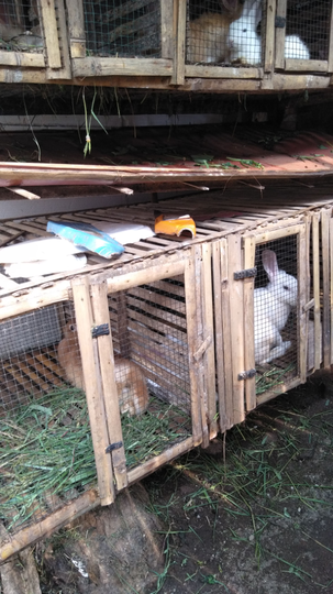Melihara Kelinci? Murah, Aman, dan Air Kencingnya pun Jadi Uang Loh, Kok Bisa?