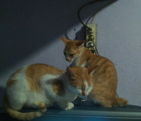 Kucing Teman dalam Rumah