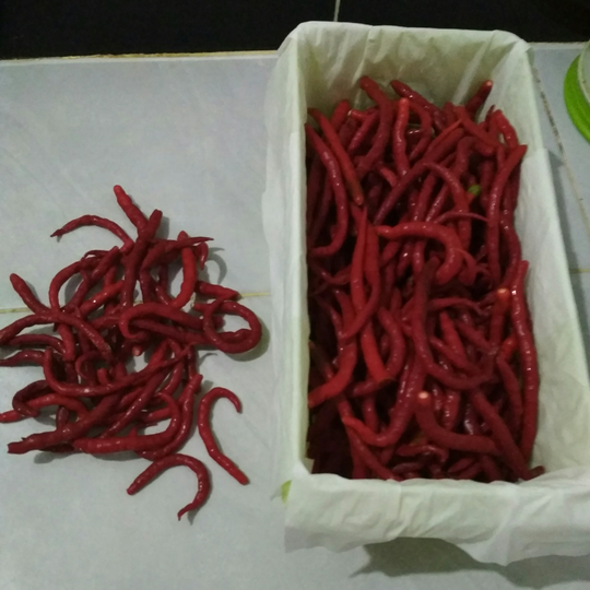 Harga Cabai Selangit ! Yuk Nyetok yang Benar, Biar Ndak Cepat Busuk