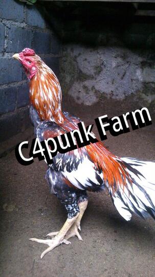 Ayam Kesayanganku