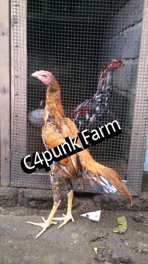 Ayam Kesayanganku