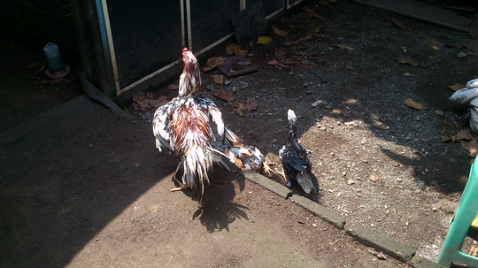 Ayam Kesayanganku