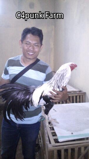 Ayam Kesayanganku