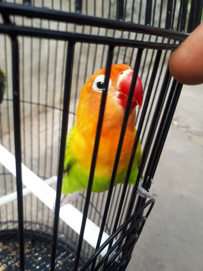 Seperti Setianya Lovebird, Aku Menjadi Jatuh Cinta