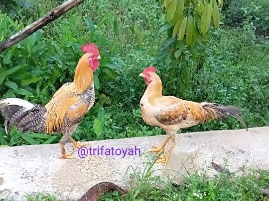Asyiknya Memelihara Ayam Kampung