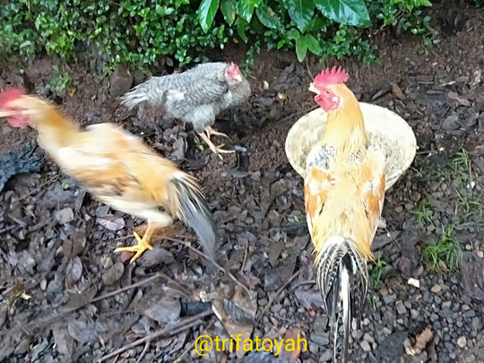 Asyiknya Memelihara Ayam Kampung