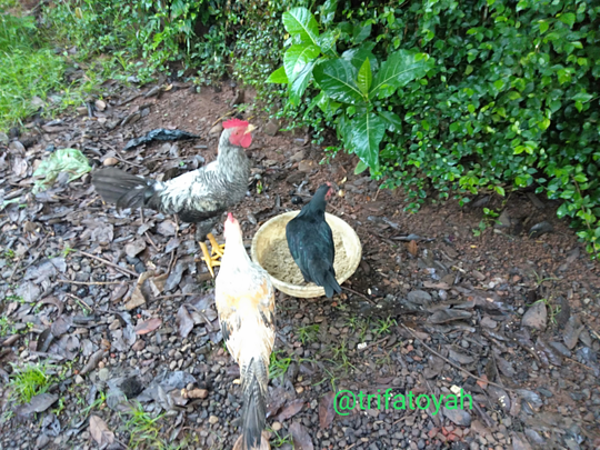 Asyiknya Memelihara Ayam Kampung