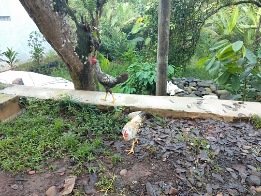 Asyiknya Memelihara Ayam Kampung