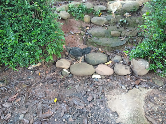 Asyiknya Memelihara Ayam Kampung