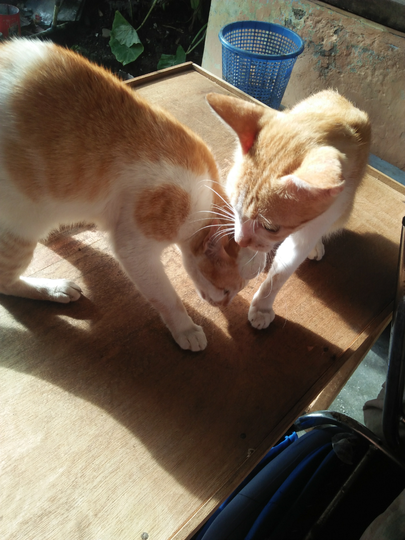 Kucing Teman dalam Rumah