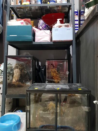Peliharaan Kaki Delapan yang Eksotis dan Menawan