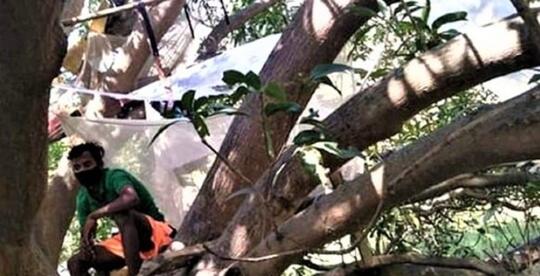Unik! Warga India Isolasi Mandiri Di Atas Pohon, Mengapa?