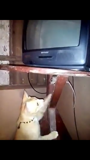 Adegan Tom & Jerry ala Si Puzzy. Hewan Peliharaanku yang Menggemaskan