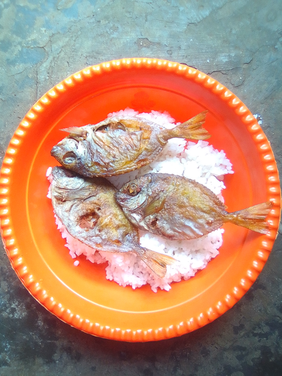 Adegan Tom & Jerry ala Si Puzzy. Hewan Peliharaanku yang Menggemaskan