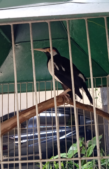 Jago, Si Iris Abu - Abu Kesayanganku