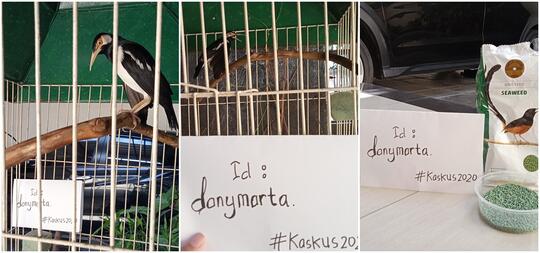 Jago, Si Iris Abu - Abu Kesayanganku