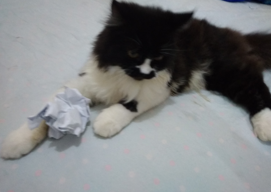 🐱My Cute Kitty🐱