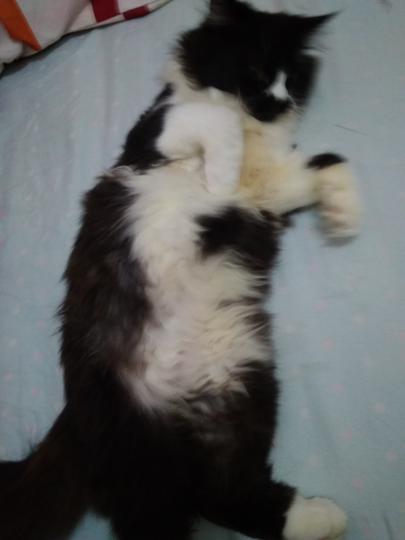 🐱My Cute Kitty🐱