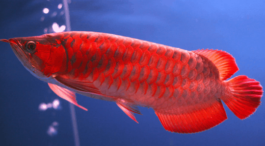 Dulu Dijadikan Ikan Asin dengan Kasta Rendah, Kini Arwana Menjadi Raja Ikan Hias
