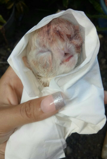 Merawat Malla dan Erey Saat Liburan? Boleh Aja Tuh