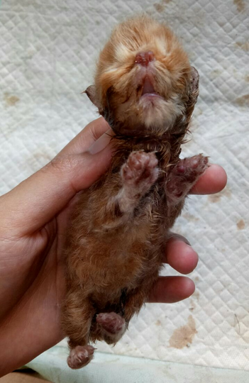 Merawat Malla dan Erey Saat Liburan? Boleh Aja Tuh