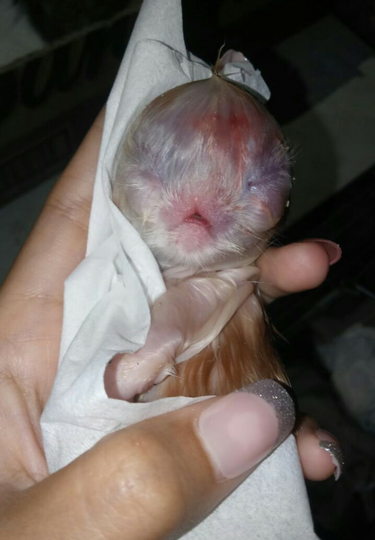 Merawat Malla dan Erey Saat Liburan? Boleh Aja Tuh