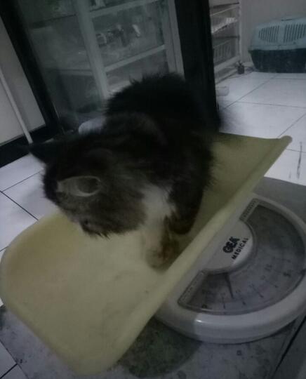 Merawat Malla dan Erey Saat Liburan? Boleh Aja Tuh