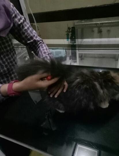 Merawat Malla dan Erey Saat Liburan? Boleh Aja Tuh