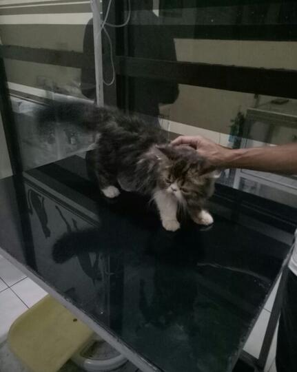 Merawat Malla dan Erey Saat Liburan? Boleh Aja Tuh