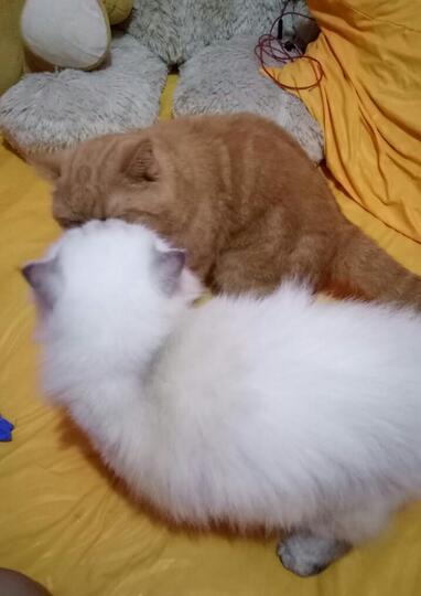 Merawat Malla dan Erey Saat Liburan? Boleh Aja Tuh