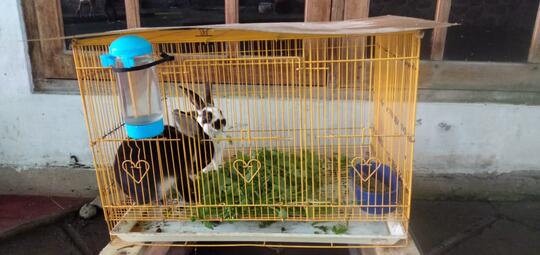 Kelinciku yang Lucu Aku Tak Sanggup Melupakanmu
