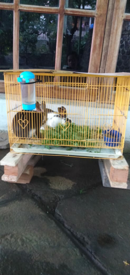 Kelinciku yang Lucu Aku Tak Sanggup Melupakanmu