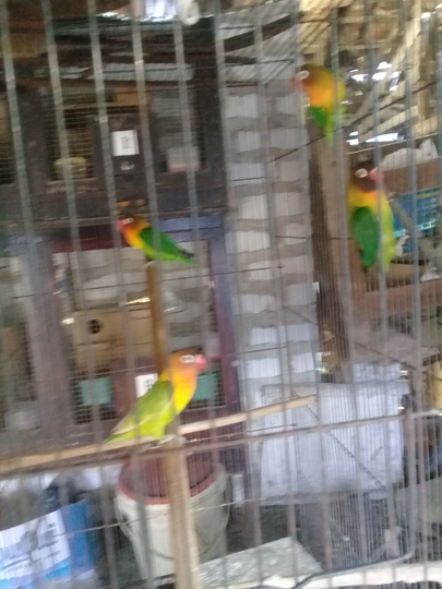 My Lovebird Rainbow