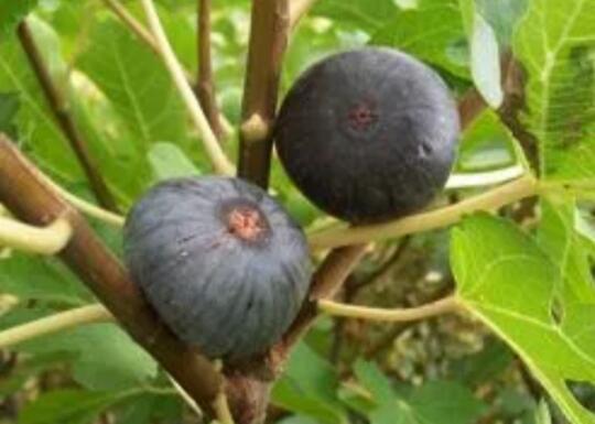 Apa itu buah tin? Jenis buah tin nomer 9 yang bikin takjub.