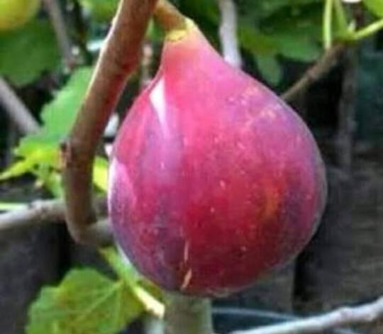 Apa itu buah tin? Jenis buah tin nomer 9 yang bikin takjub.