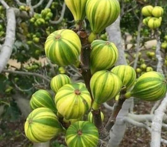 Apa itu buah tin? Jenis buah tin nomer 9 yang bikin takjub.